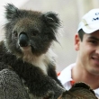 medvdek Koala a v pozad Sutil - zoo Melbourne